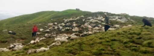 उत्तराखंड की इस जगह में वज्रपात से गई 400 बकरियों की जान, चरवाहों को हुआ बड़ा नुकसान